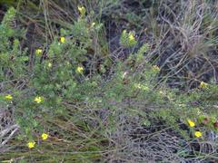 Aspalathus opaca rostriloba