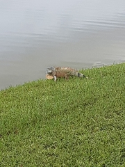 Iguana iguana