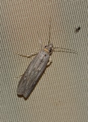 Epischnia prodromella