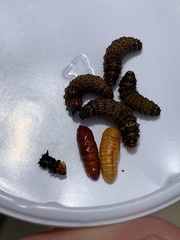 Oedemasia concinna