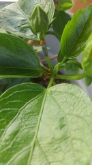 Oncometopia nigricans