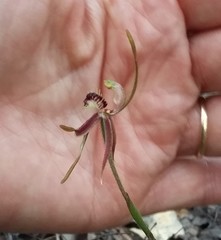 Caladenia plicata