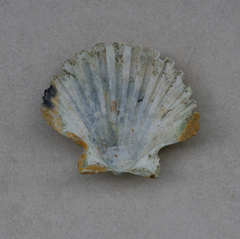 Pecten jacobaeus