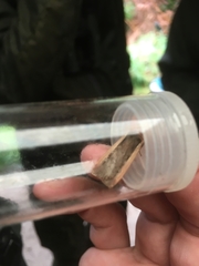 Ochropleura leucogaster