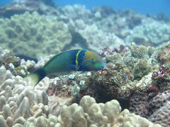 Thalassoma hebraicum