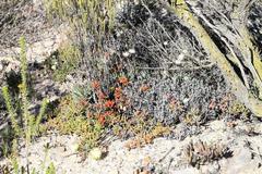 Crassothonna capensis