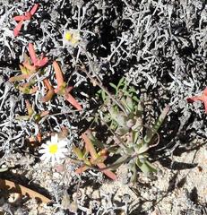 Crassothonna capensis
