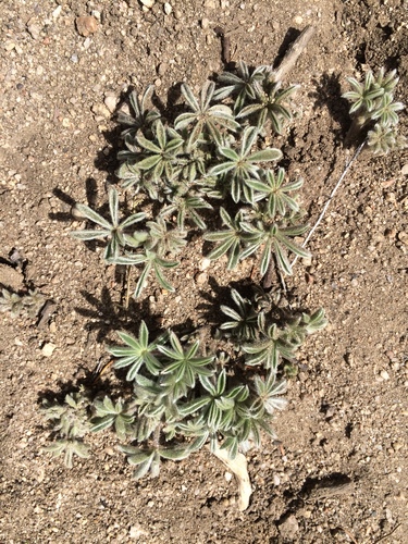 Summer Lupine foliage