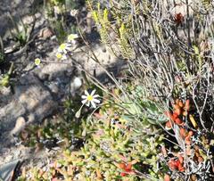 Crassothonna capensis