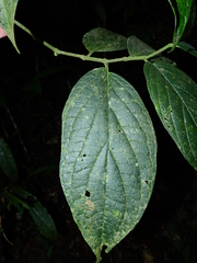 Piper remotinervium