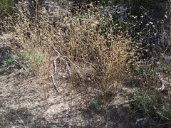 Cordylanthus rigidus setigerus