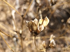 Cordylanthus rigidus setigerus