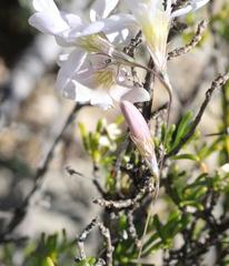 Ixia sobolifera sobolifera