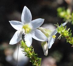 Ixia sobolifera sobolifera