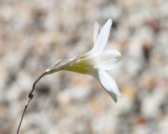 Ixia sobolifera sobolifera