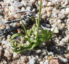 Ixia sobolifera sobolifera