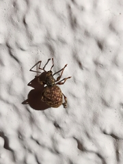 Otiorhynchus crataegi