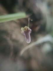 Scaphyglottis sessilis