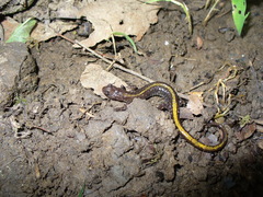 Plethodon angusticlavius