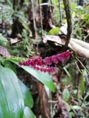 Stelis argentata
