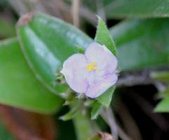 Cyanotis speciosa