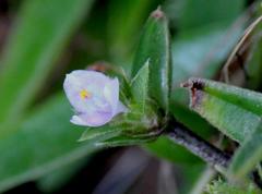 Cyanotis speciosa