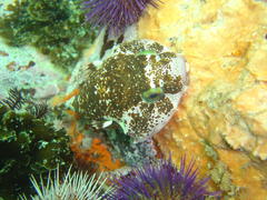 Chorisochismus dentex