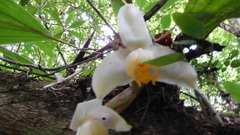 Stanhopea