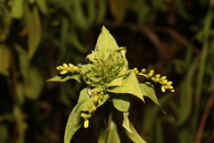Rhopalomyia capitata