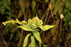 Rhopalomyia capitata