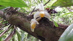 Stanhopea