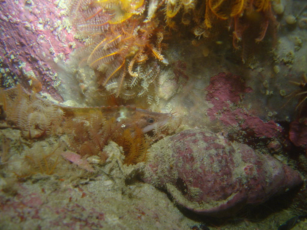 Barbelled Klipfish