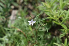 Ipomopsis laxiflora