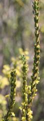 Struthiola eckloniana