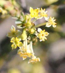 Struthiola eckloniana