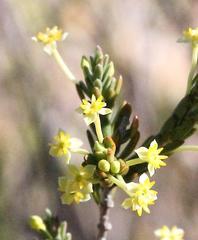 Struthiola eckloniana