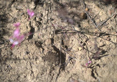 Pelargonium dipetalum