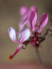 Pelargonium dipetalum