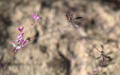 Pelargonium dipetalum