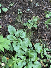 Rugelia nudicaulis