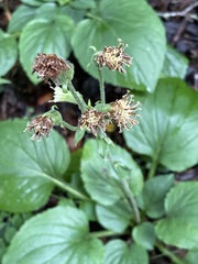 Rugelia nudicaulis
