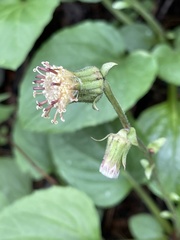 Rugelia nudicaulis