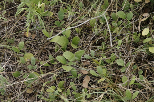Image of Galactia canescens by (c) Eric Knight, some rights reserved (CC BY)