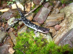 Plethodon fourchensis