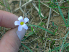 Oxalis caprina