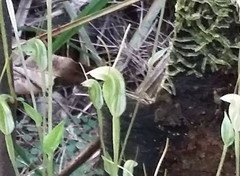 Pterostylis pyramidalis