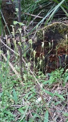 Pterostylis pyramidalis