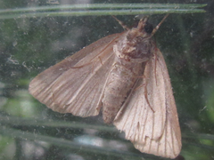 Niphonyx segregata
