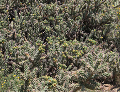 Dactylopius tomentosus