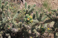 Dactylopius tomentosus